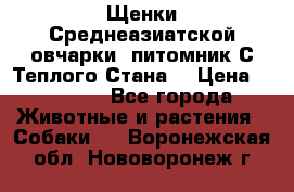 Щенки Среднеазиатской овчарки (питомник С Теплого Стана) › Цена ­ 20 000 - Все города Животные и растения » Собаки   . Воронежская обл.,Нововоронеж г.